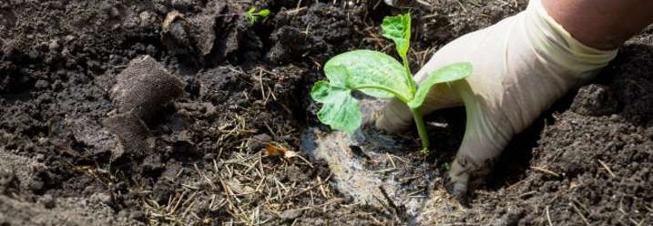 Hand pflanzt kleine Zucchini pflanze in Erde